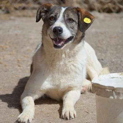 Tierschutzhunde suchen ein Zuhause-Beitrag-Bild