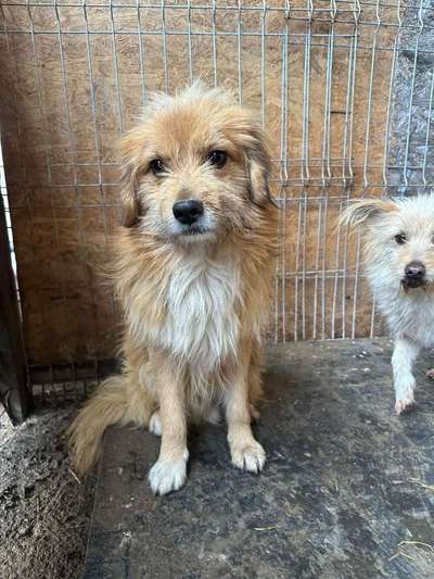 Tierschutzhunde suchen ein Zuhause-Beitrag-Bild