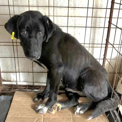 Tierschutzhunde suchen ein Zuhause-Beitrag-Bild