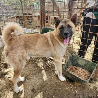 Tierschutzhunde suchen ein Zuhause-Beitrag-Bild