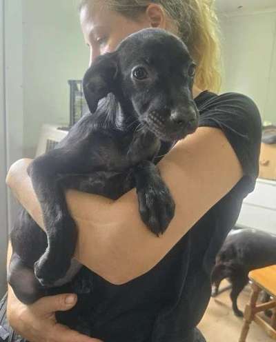 Tierschutzhunde suchen ein Zuhause-Beitrag-Bild