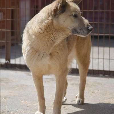 Tierschutzhunde suchen ein Zuhause-Beitrag-Bild
