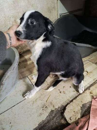 Tierschutzhunde suchen ein Zuhause-Beitrag-Bild