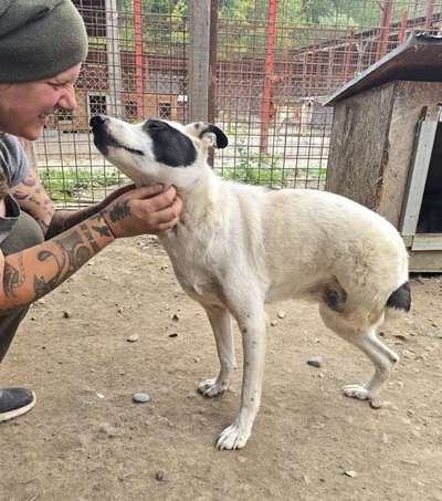 Tierschutzhunde suchen ein Zuhause-Beitrag-Bild
