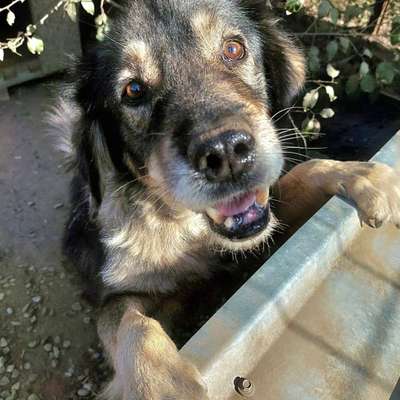 Tierschutzhunde suchen ein Zuhause-Beitrag-Bild