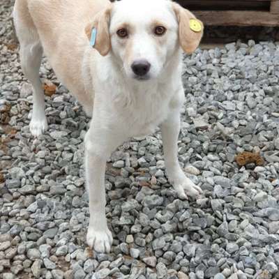 Tierschutzhunde suchen ein Zuhause-Beitrag-Bild