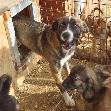 Tierschutzhunde suchen ein Zuhause-Beitrag-Bild