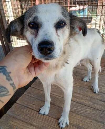 Tierschutzhunde suchen ein Zuhause-Beitrag-Bild