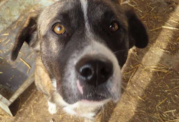 Tierschutzhunde suchen ein Zuhause-Beitrag-Bild