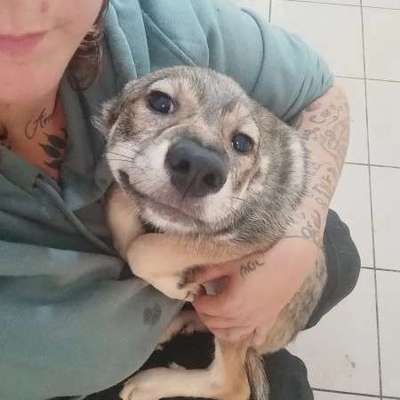 Tierschutzhunde suchen ein Zuhause-Beitrag-Bild