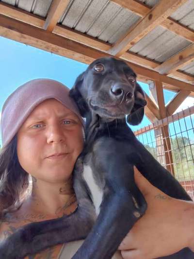 Tierschutzhunde suchen ein Zuhause-Beitrag-Bild