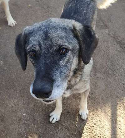 Tierschutzhunde suchen ein Zuhause-Beitrag-Bild