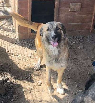 Tierschutzhunde suchen ein Zuhause-Beitrag-Bild