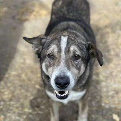 Tierschutzhunde suchen ein Zuhause-Beitrag-Bild