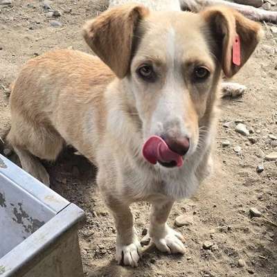 Tierschutzhunde suchen ein Zuhause-Beitrag-Bild