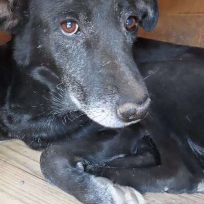 Tierschutzhunde suchen ein Zuhause-Beitrag-Bild