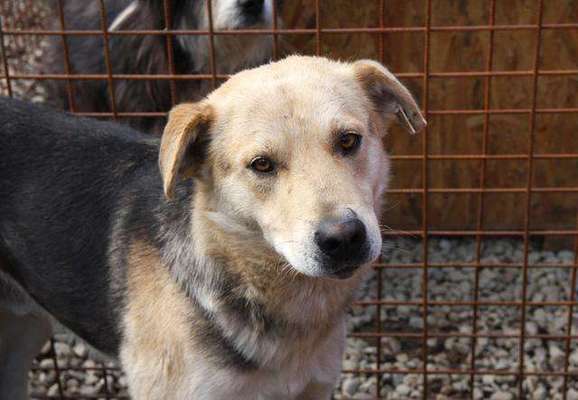 Tierschutzhunde suchen ein Zuhause-Beitrag-Bild