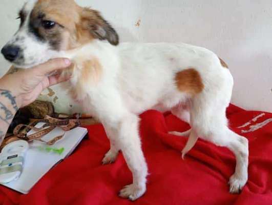 Tierschutzhunde suchen ein Zuhause-Beitrag-Bild