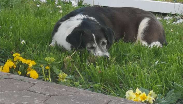 Dogorama Photo Challenge - Schattiges Plätzchen-Beitrag-Bild