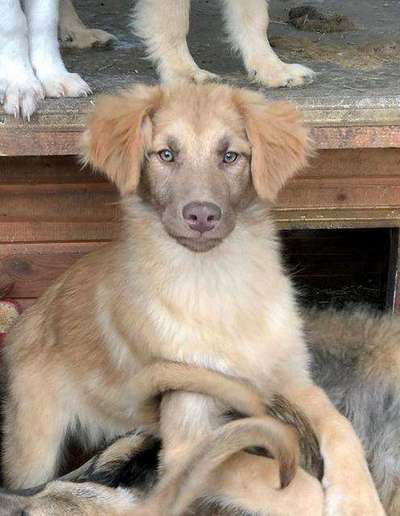 Tierschutzhunde suchen ein Zuhause-Beitrag-Bild
