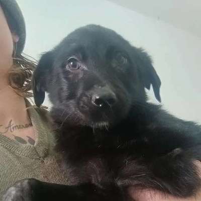 Tierschutzhunde suchen ein Zuhause-Beitrag-Bild