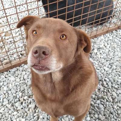 Tierschutzhunde suchen ein Zuhause-Beitrag-Bild