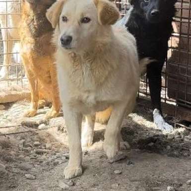 Tierschutzhunde suchen ein Zuhause-Beitrag-Bild