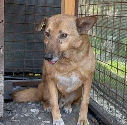 Tierschutzhunde suchen ein Zuhause-Beitrag-Bild