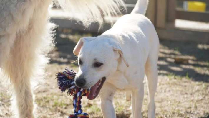 Tierschutzhunde suchen ein Zuhause-Beitrag-Bild