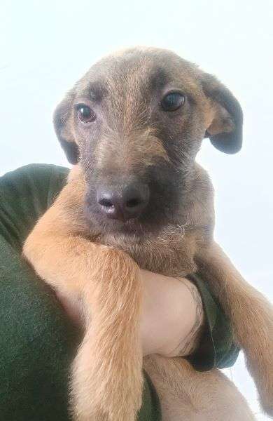 Tierschutzhunde suchen ein Zuhause-Beitrag-Bild