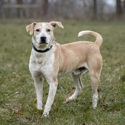 Tierschutzhunde suchen ein Zuhause-Beitrag-Bild