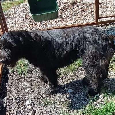 Tierschutzhunde suchen ein Zuhause-Beitrag-Bild