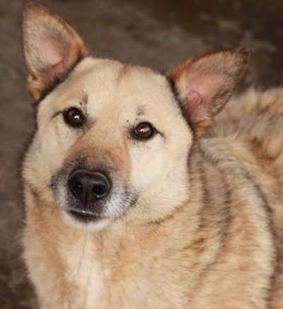 Tierschutzhunde suchen ein Zuhause-Beitrag-Bild