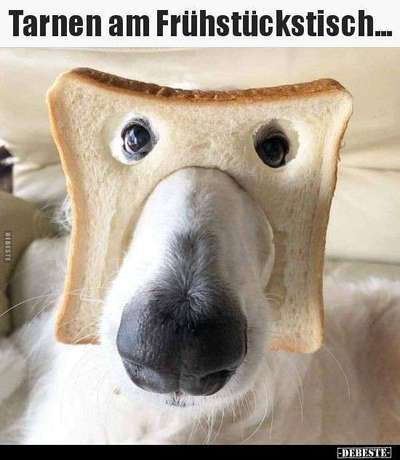 Hier ist der Spaßthread. Zum Schmunzeln und Kaputtlachen-Beitrag-Bild