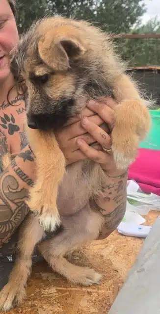 Tierschutzhunde suchen ein Zuhause-Beitrag-Bild