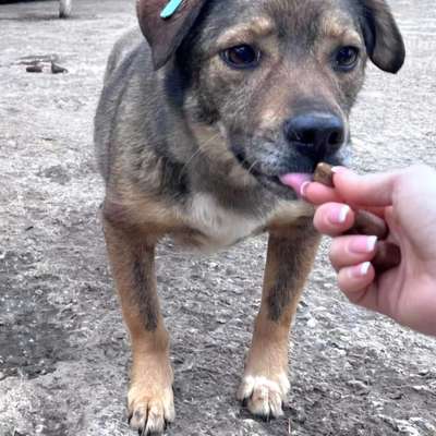 Tierschutzhunde suchen ein Zuhause-Beitrag-Bild