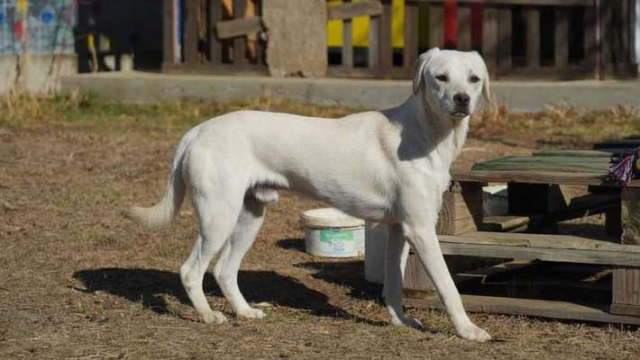 Tierschutzhunde suchen ein Zuhause-Beitrag-Bild