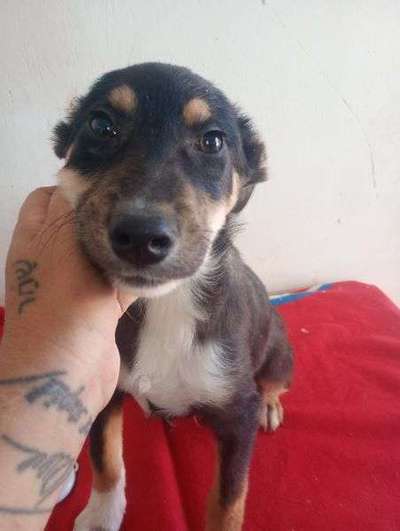 Tierschutzhunde suchen ein Zuhause-Beitrag-Bild