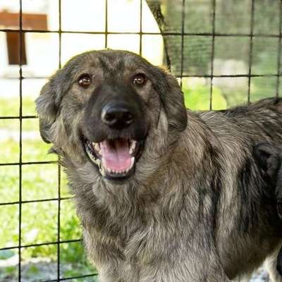Tierschutzhunde suchen ein Zuhause-Beitrag-Bild