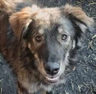 Tierschutzhunde suchen ein Zuhause-Beitrag-Bild