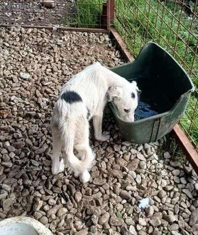 Tierschutzhunde suchen ein Zuhause-Beitrag-Bild