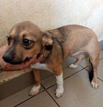 Tierschutzhunde suchen ein Zuhause-Beitrag-Bild