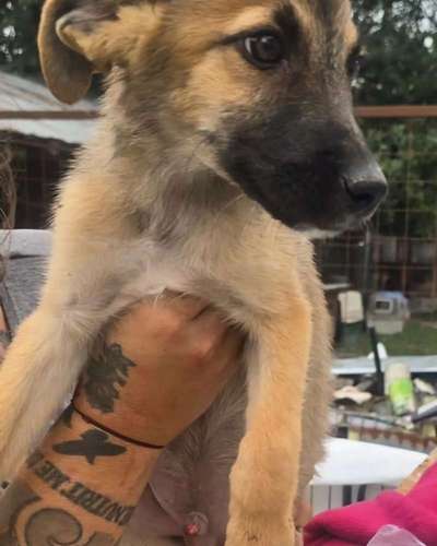 Tierschutzhunde suchen ein Zuhause-Beitrag-Bild