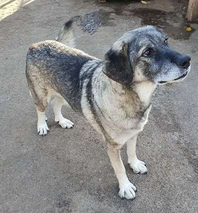 Tierschutzhunde suchen ein Zuhause-Beitrag-Bild