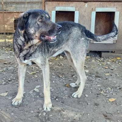 Tierschutzhunde suchen ein Zuhause-Beitrag-Bild