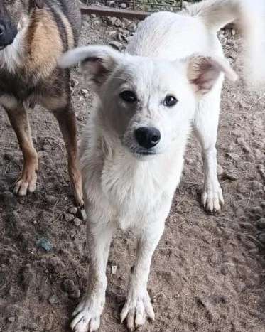 Tierschutzhunde suchen ein Zuhause-Beitrag-Bild