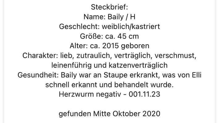 Tierschutzhunde suchen ein Zuhause-Beitrag-Bild