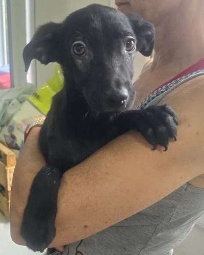 Tierschutzhunde suchen ein Zuhause-Beitrag-Bild