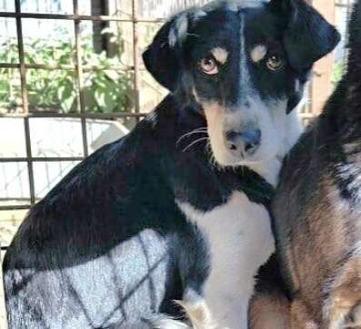 Tierschutzhunde suchen ein Zuhause-Beitrag-Bild