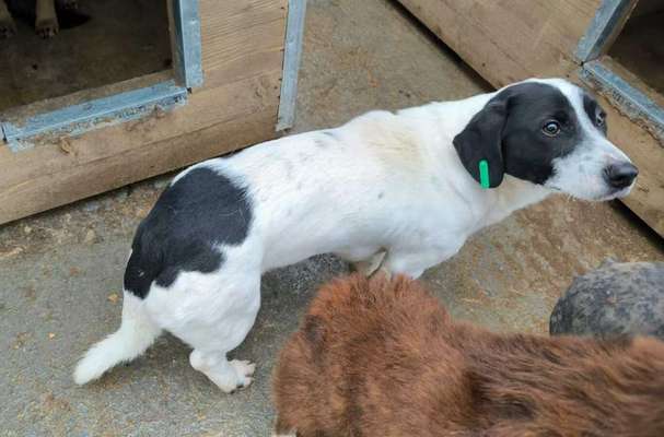 Tierschutzhunde suchen ein Zuhause-Beitrag-Bild
